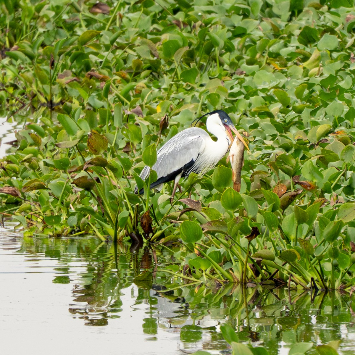 volavka jihoamerická - ML643744088