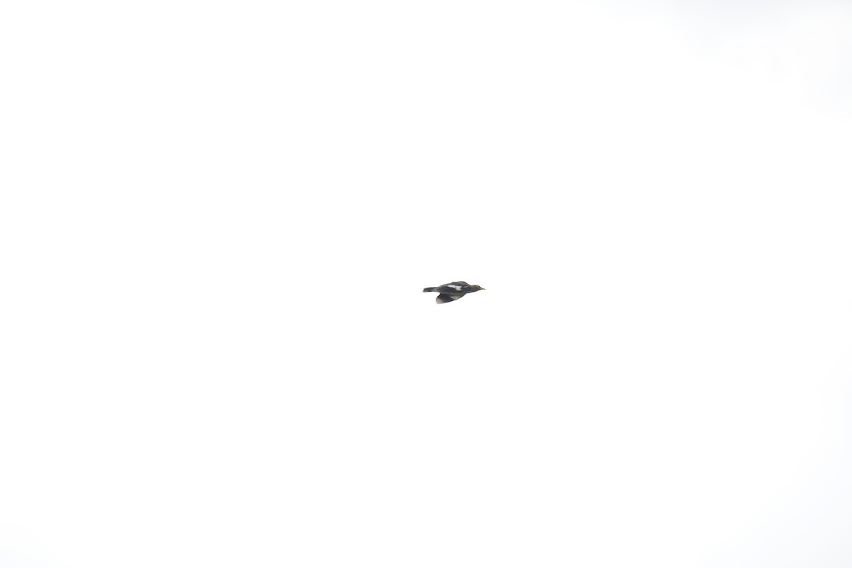 インドハッカ - ML643744096