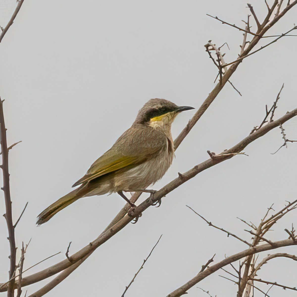 ウタイミツスイ - ML643744112