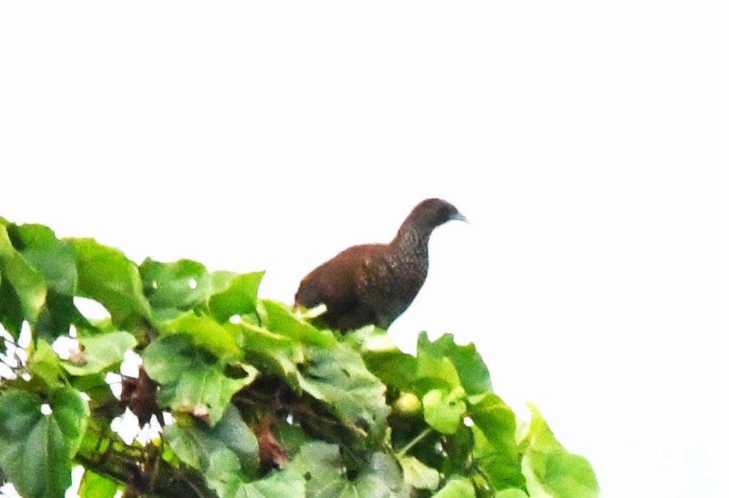 ブラジルヒメシャクケイ - ML643744118