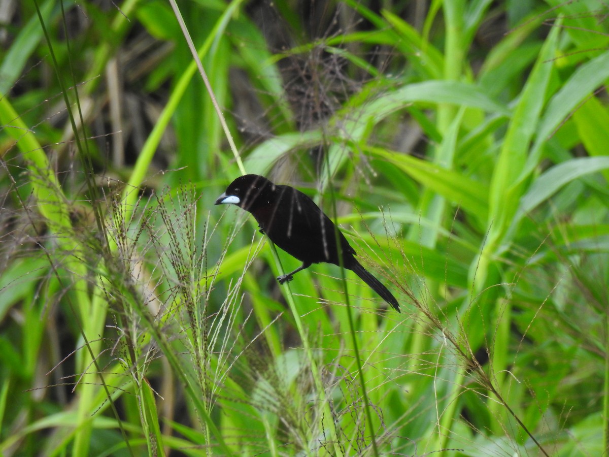 Silver-beaked Tanager - ML643744121