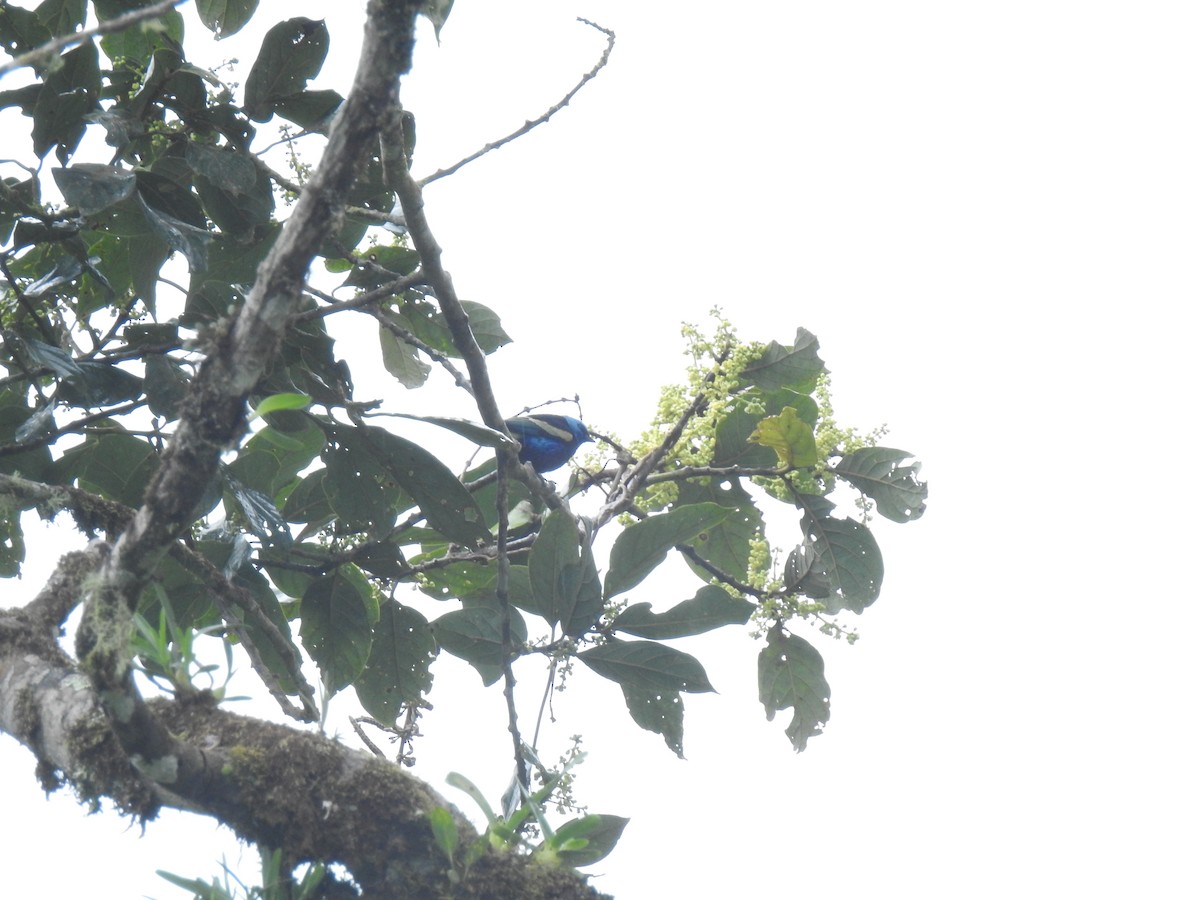 Blue-necked Tanager - ML643744125