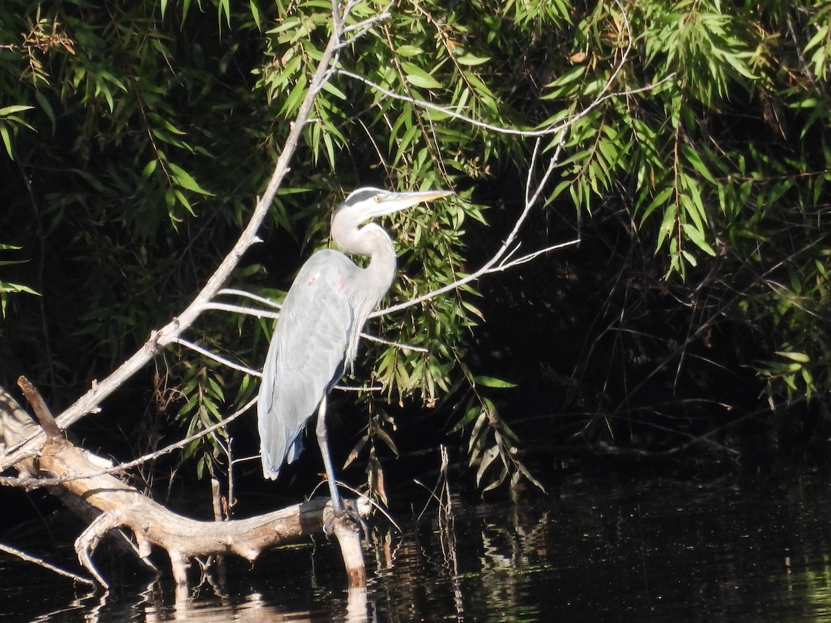 Great Blue Heron - ML643744126