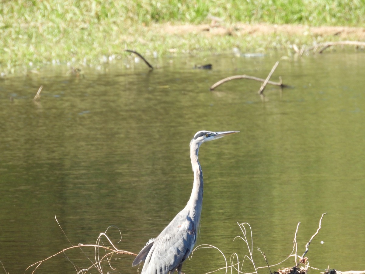Great Blue Heron - ML643744127