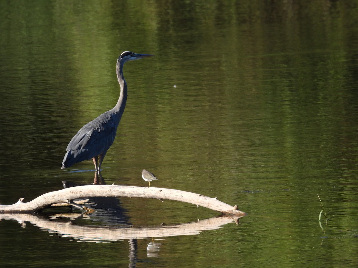 Great Blue Heron - ML643744128