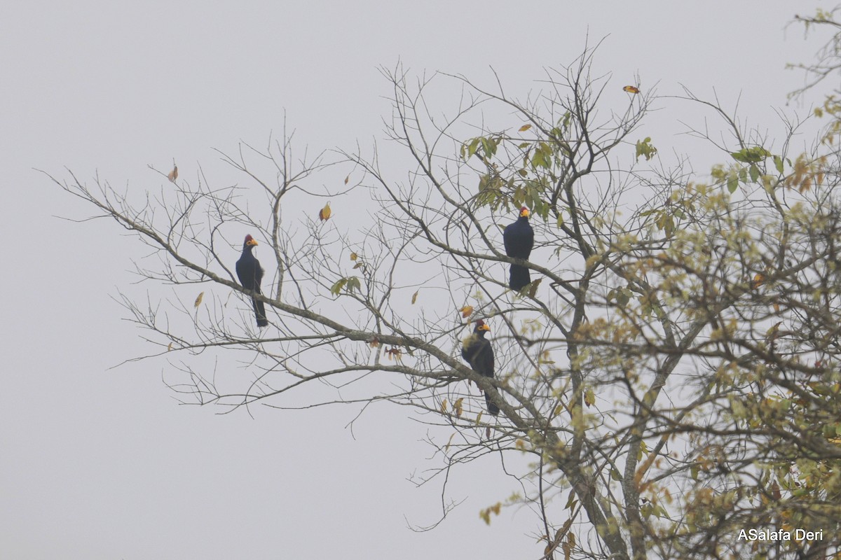 Ross's Turaco - ML643744130