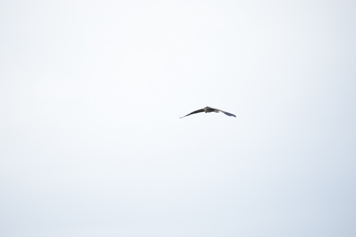 紫鷺 - ML643744134