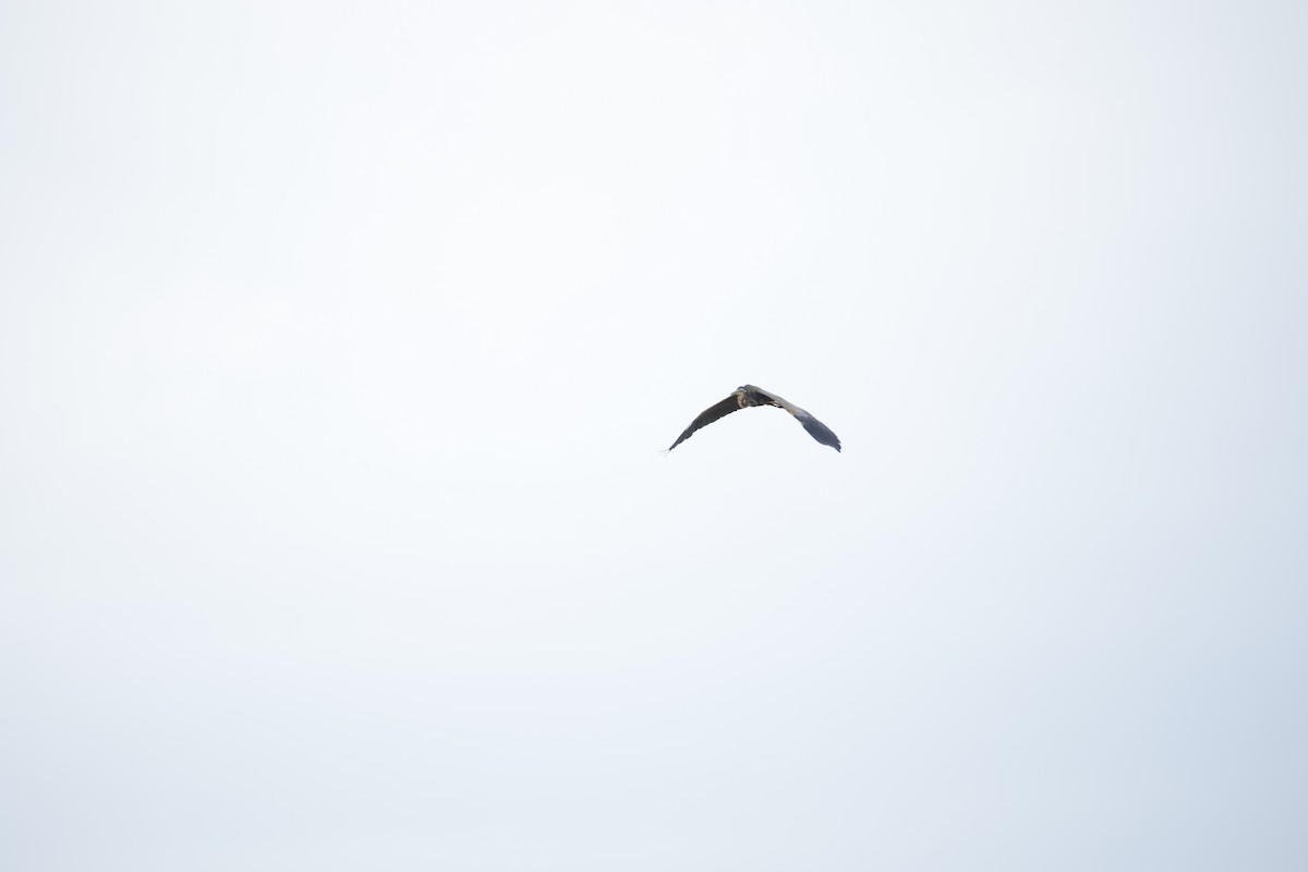 紫鷺 - ML643744135