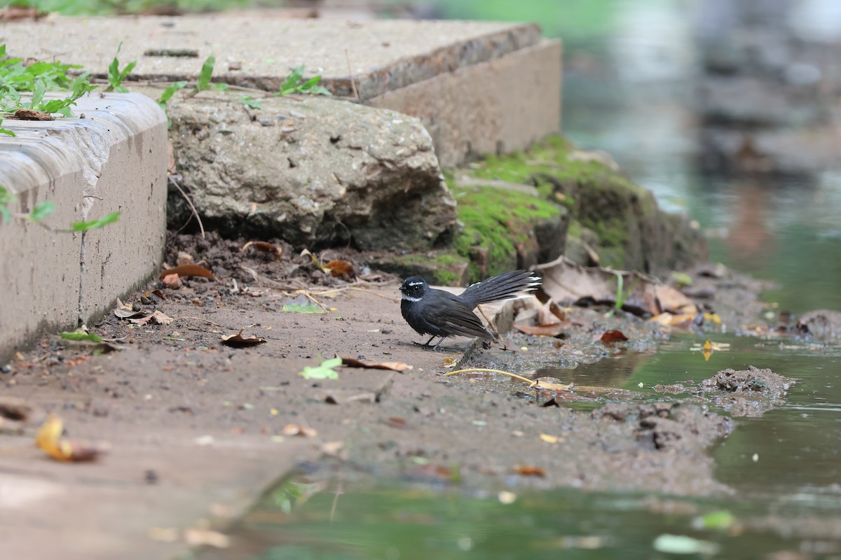 White-throated Fantail - ML643744137