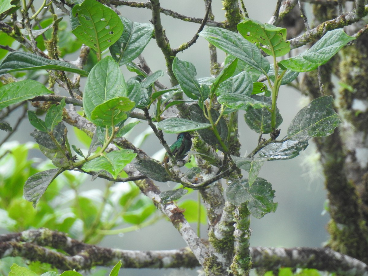 Golden-tailed Sapphire - ML643744138
