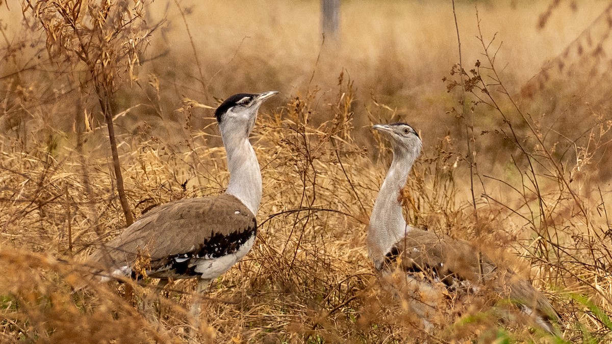 Australian Bustard - ML643744139