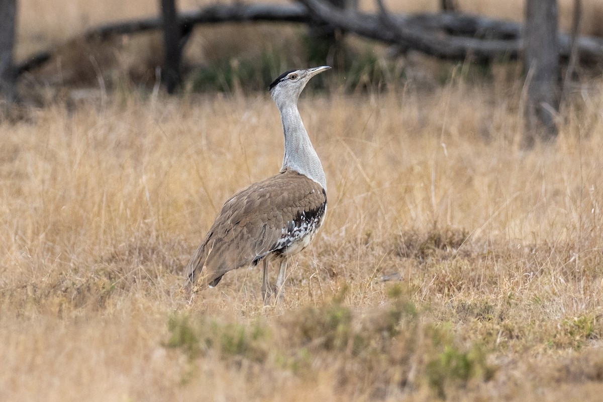 Australian Bustard - ML643744140