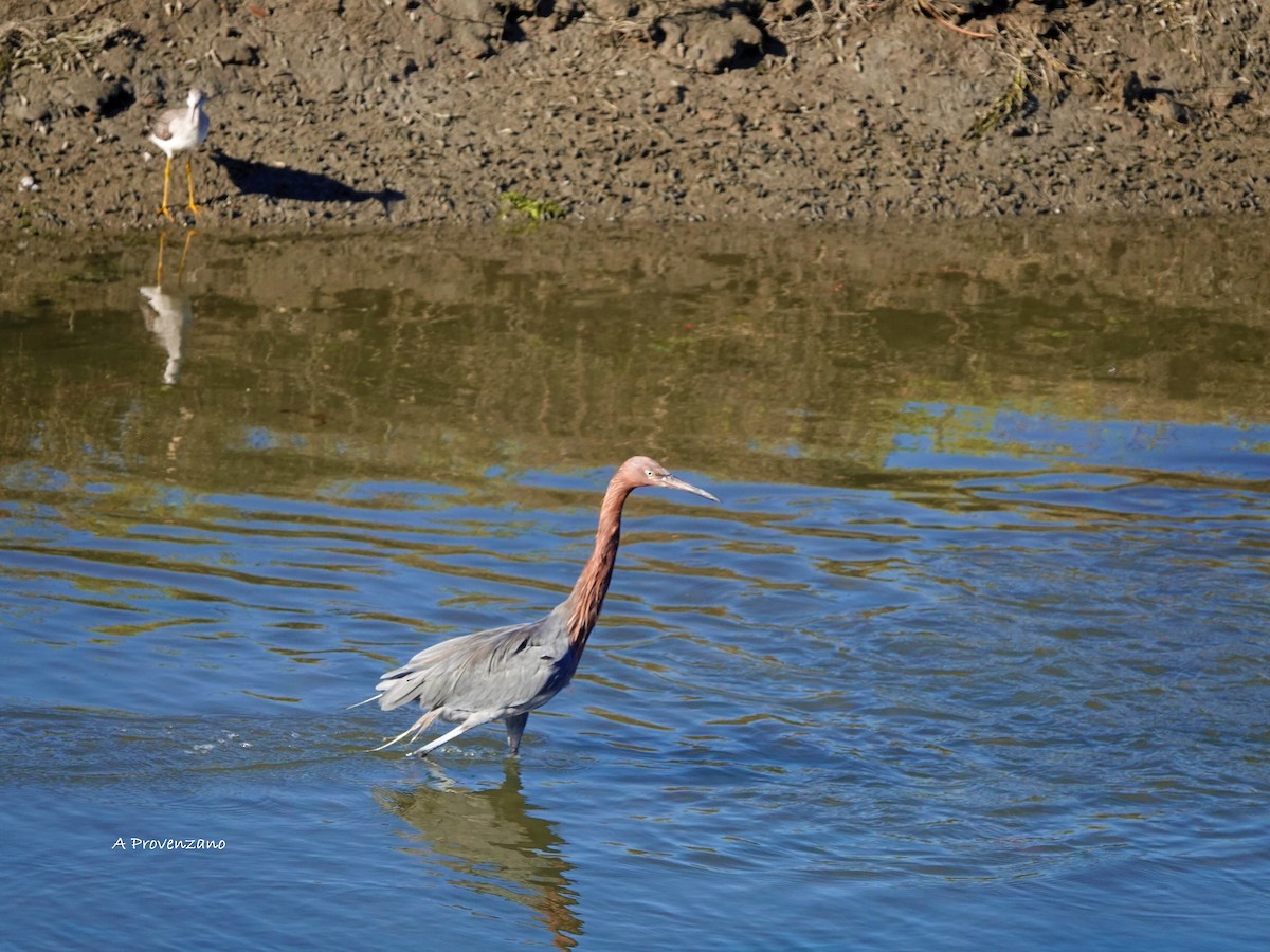 Reddish Egret - ML643744143