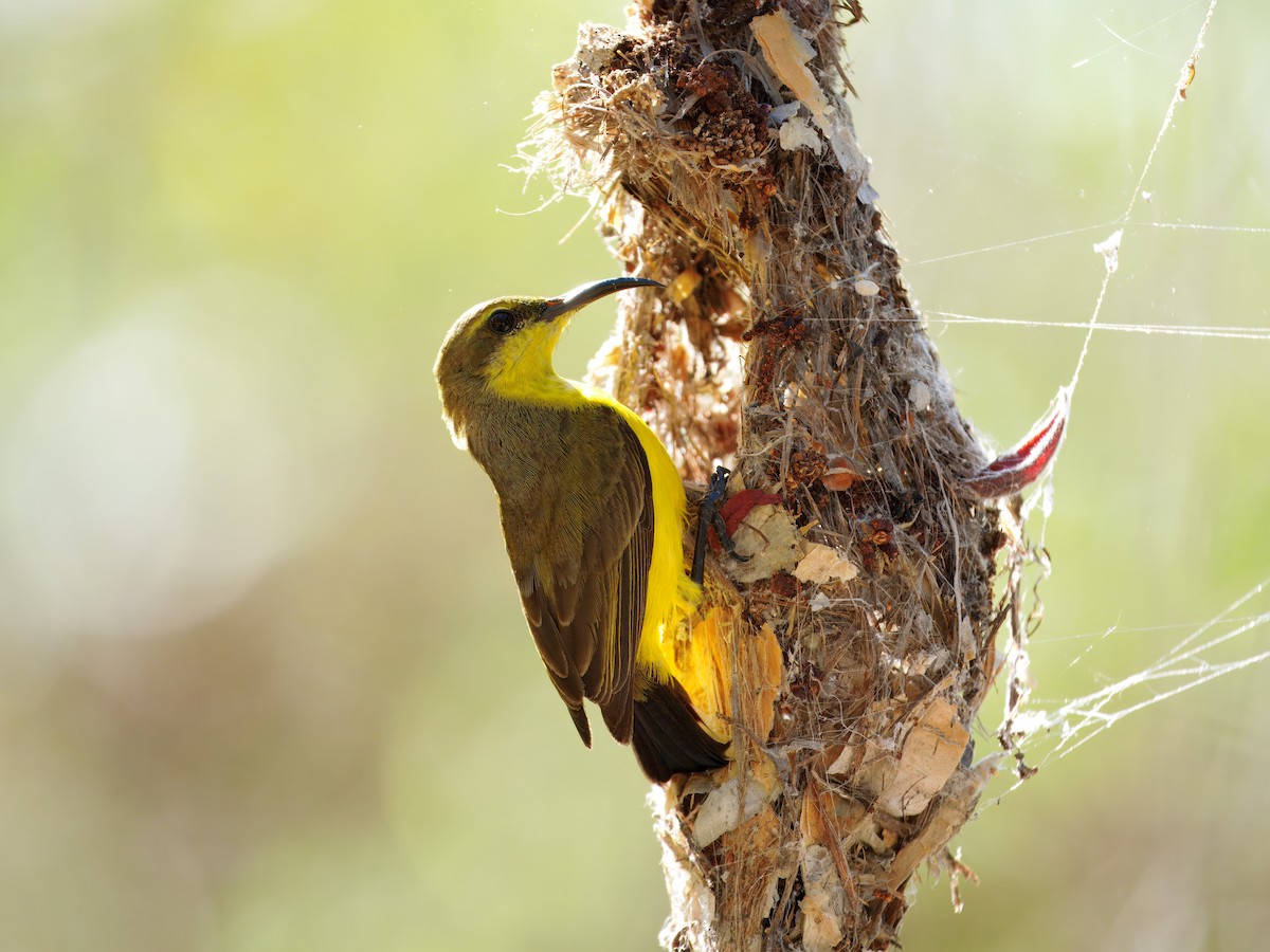Sahul Sunbird - ML643744147