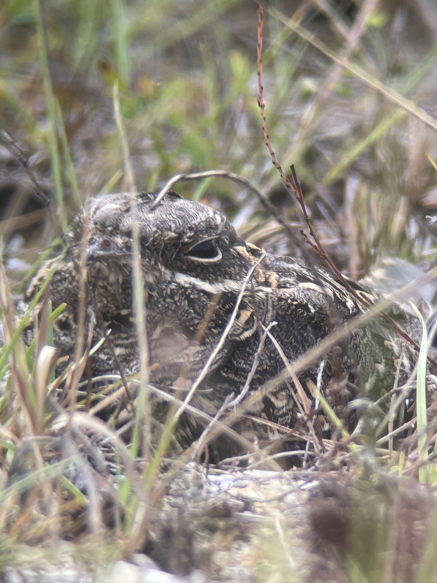 Hint Çobanaldatanı - ML643744148