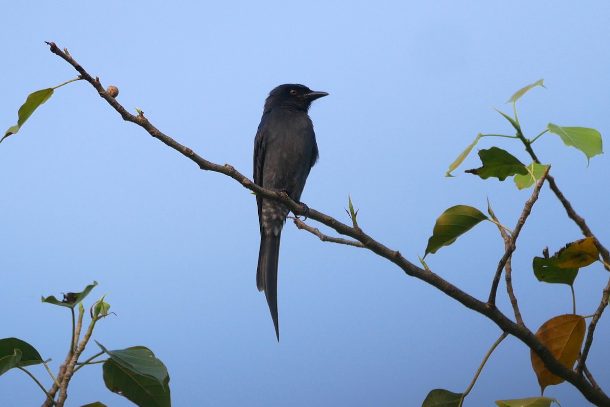 Black Drongo - ML643744152