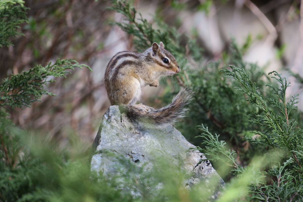 Siberian Chipmunk - ML643744155
