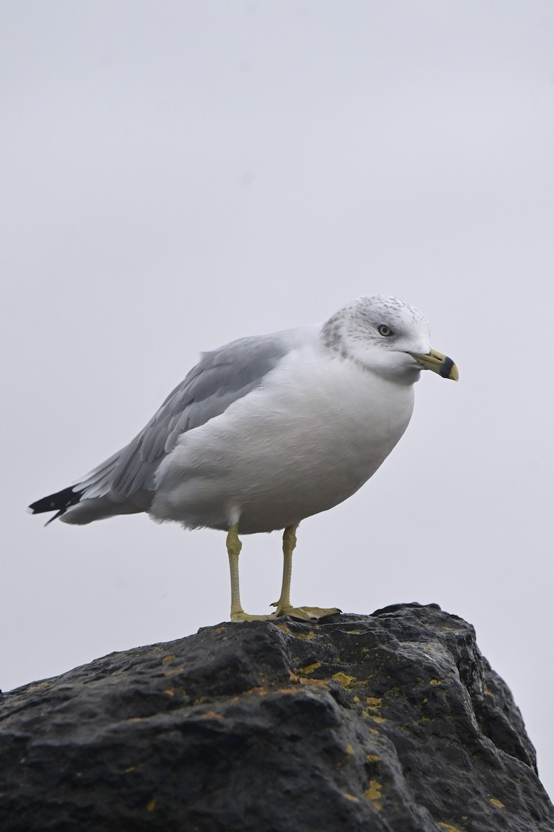 Ring-billed Gull - ML643744156