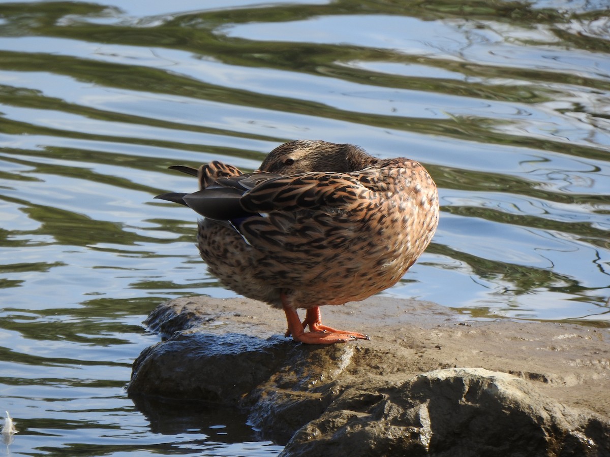 Mallard - ML643744170