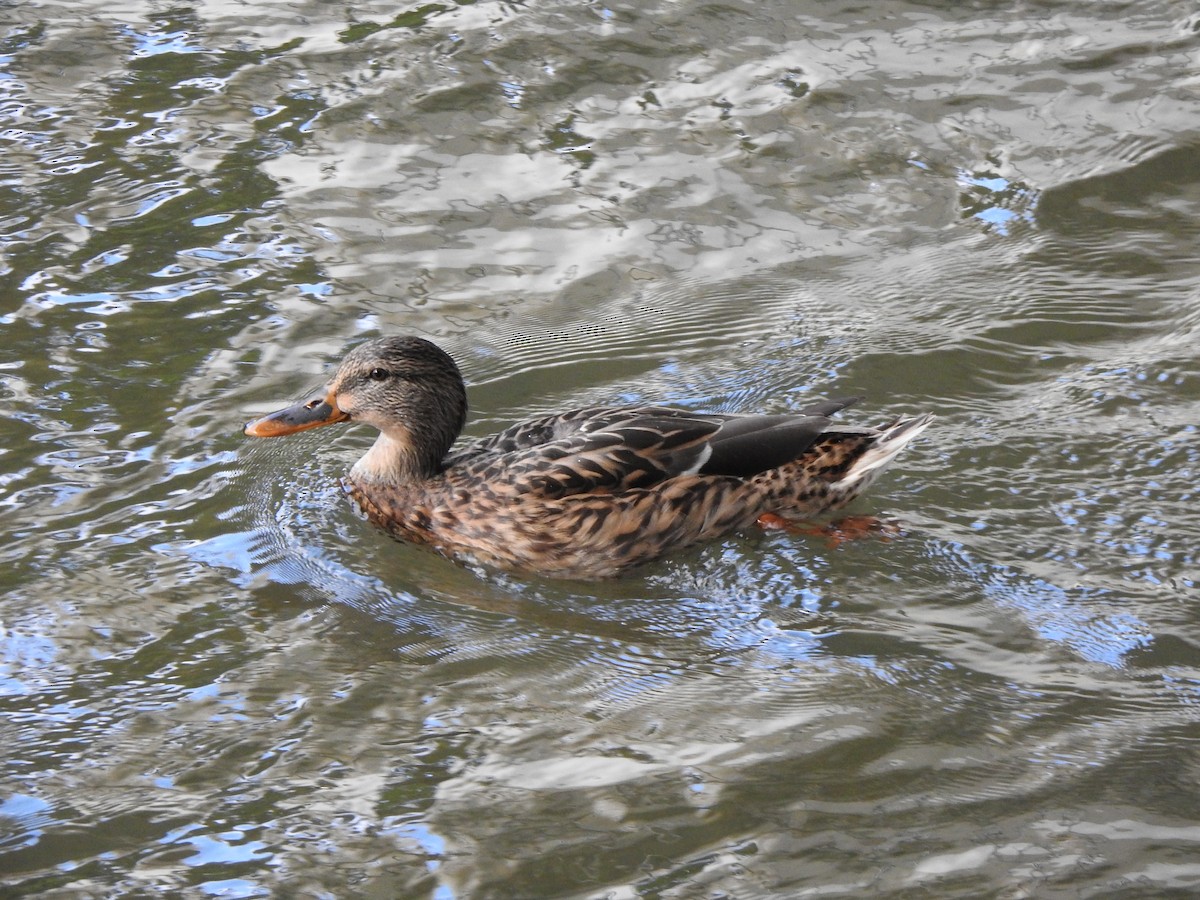 Mallard - ML643744171