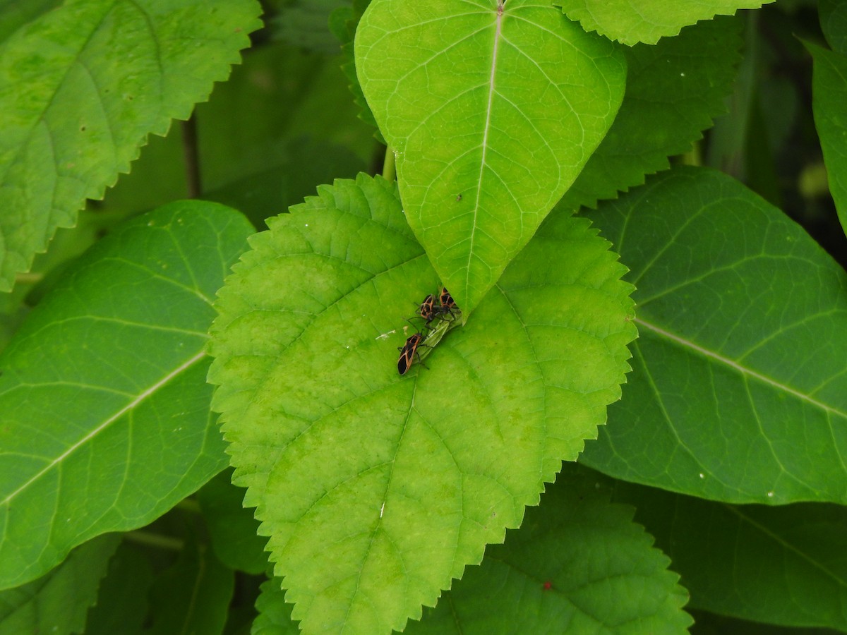 Insects - ML643744172