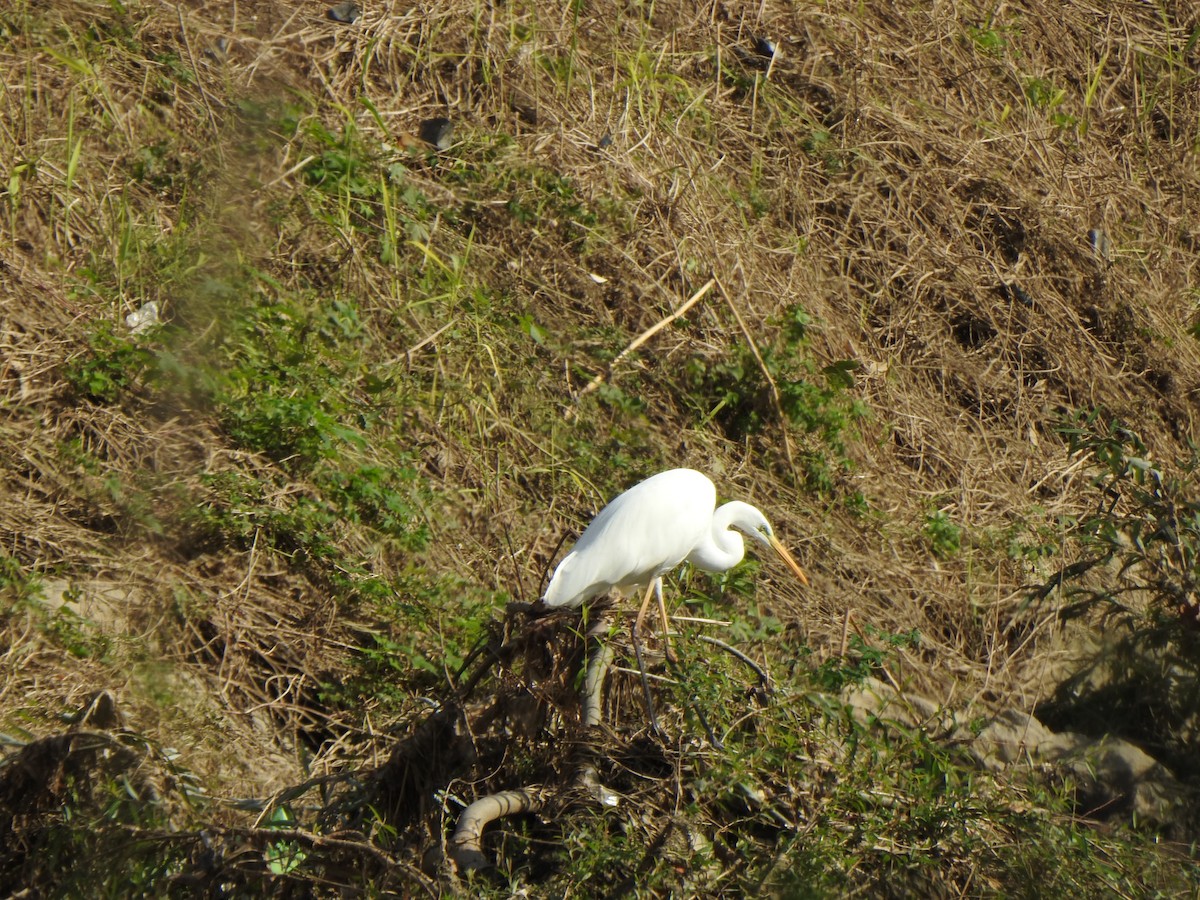 Great Egret - ML643744174
