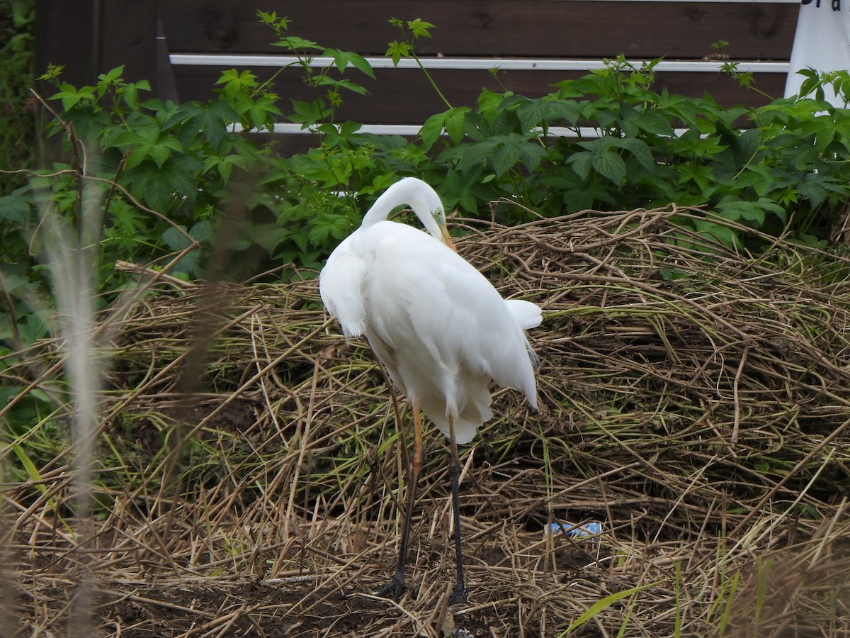 Great Egret - ML643744175