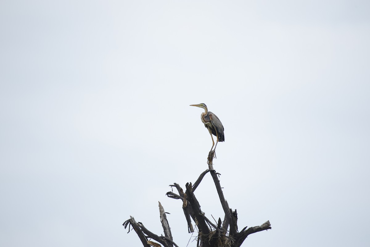 Purple Heron - ML643744176