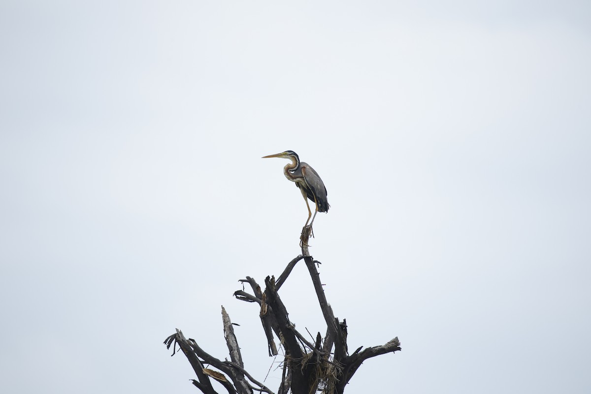 Purple Heron - ML643744177