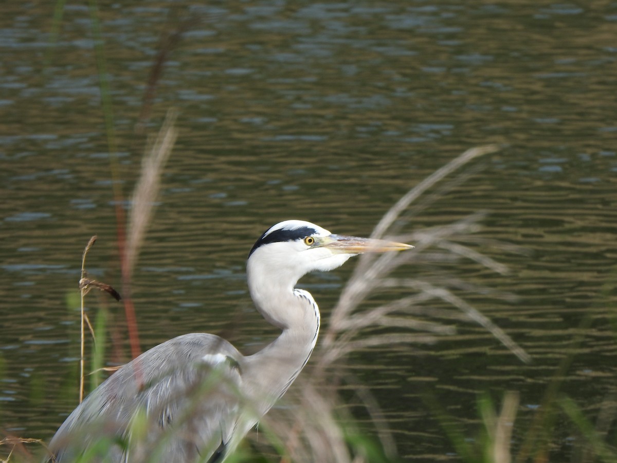 Gray Heron - ML643744179