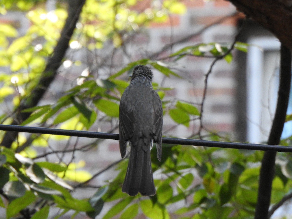 Brown-eared Bulbul - ML643744182