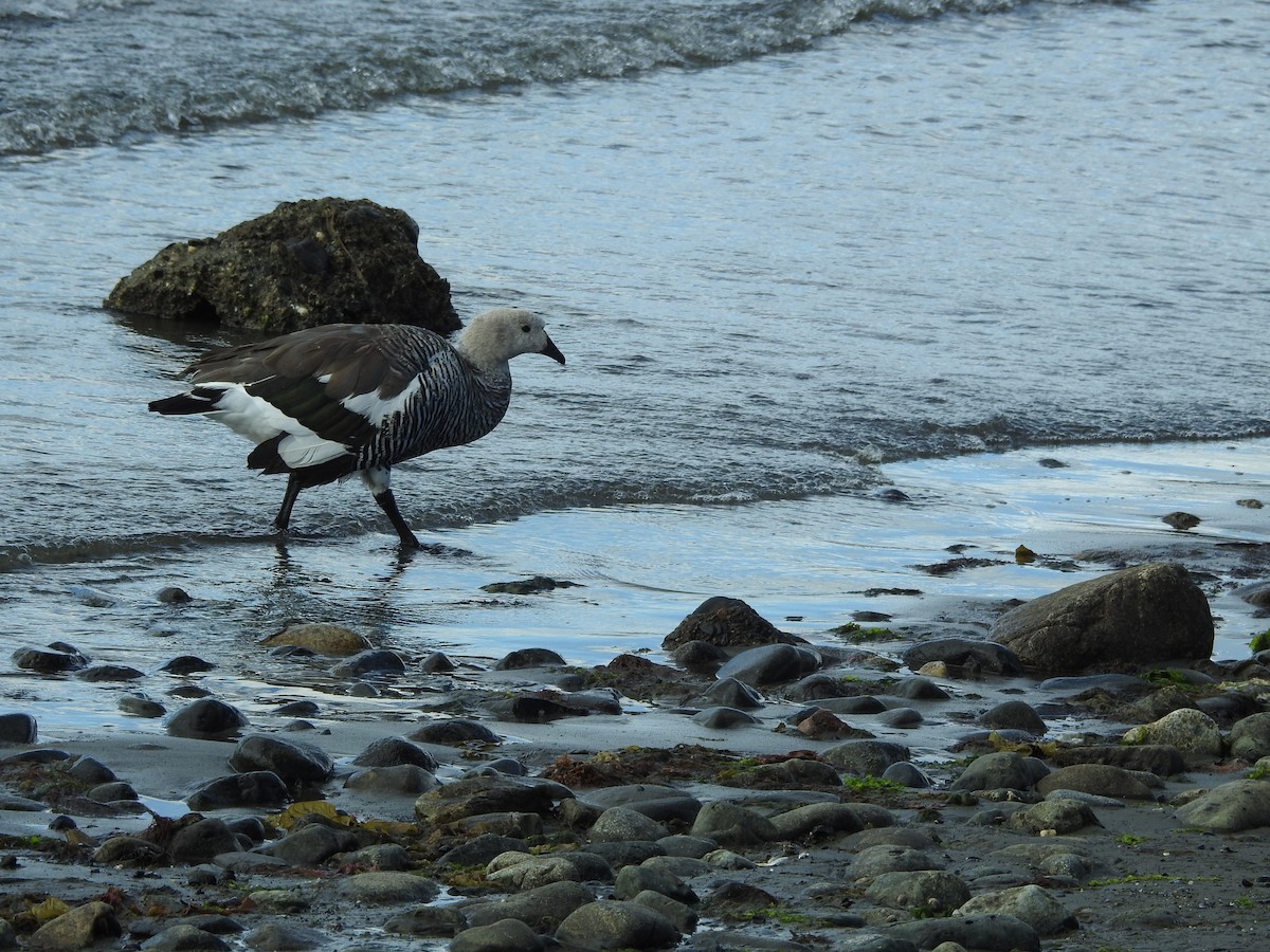 Upland Goose - ML643744183