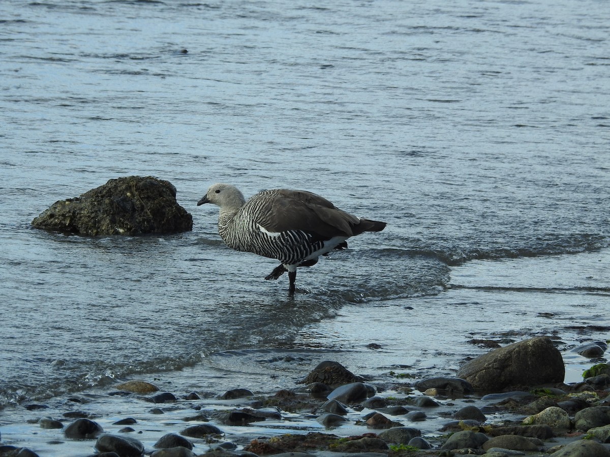 Upland Goose - ML643744186