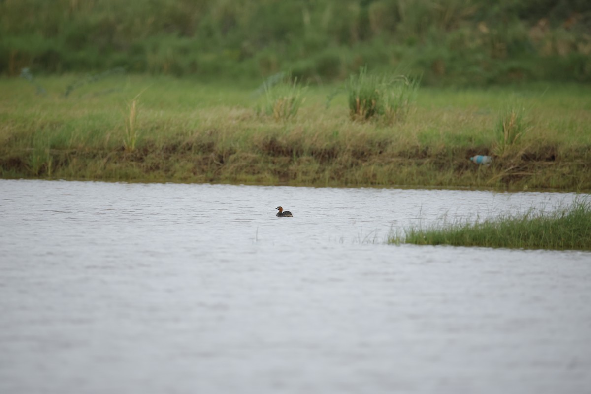 Little Grebe - ML643744188