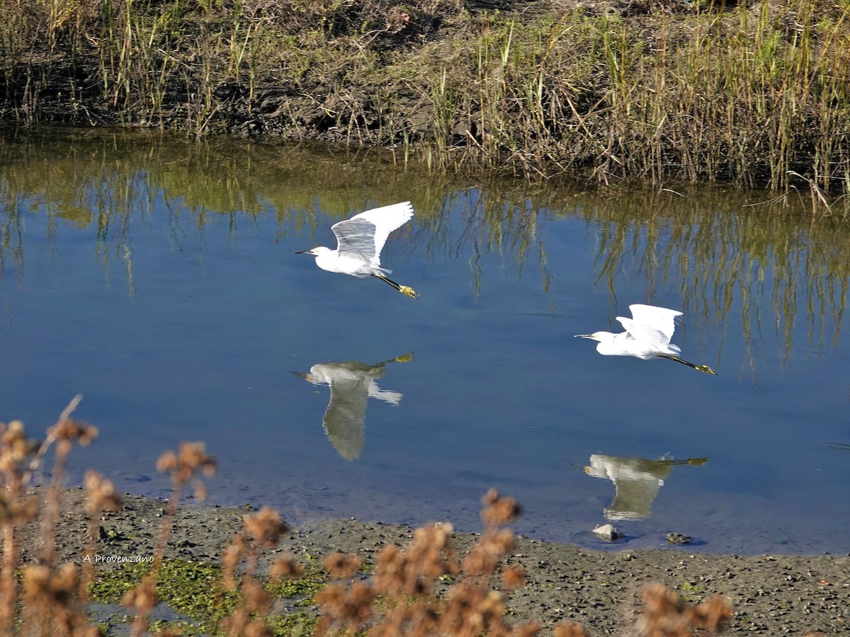 Snowy Egret - ML643744195