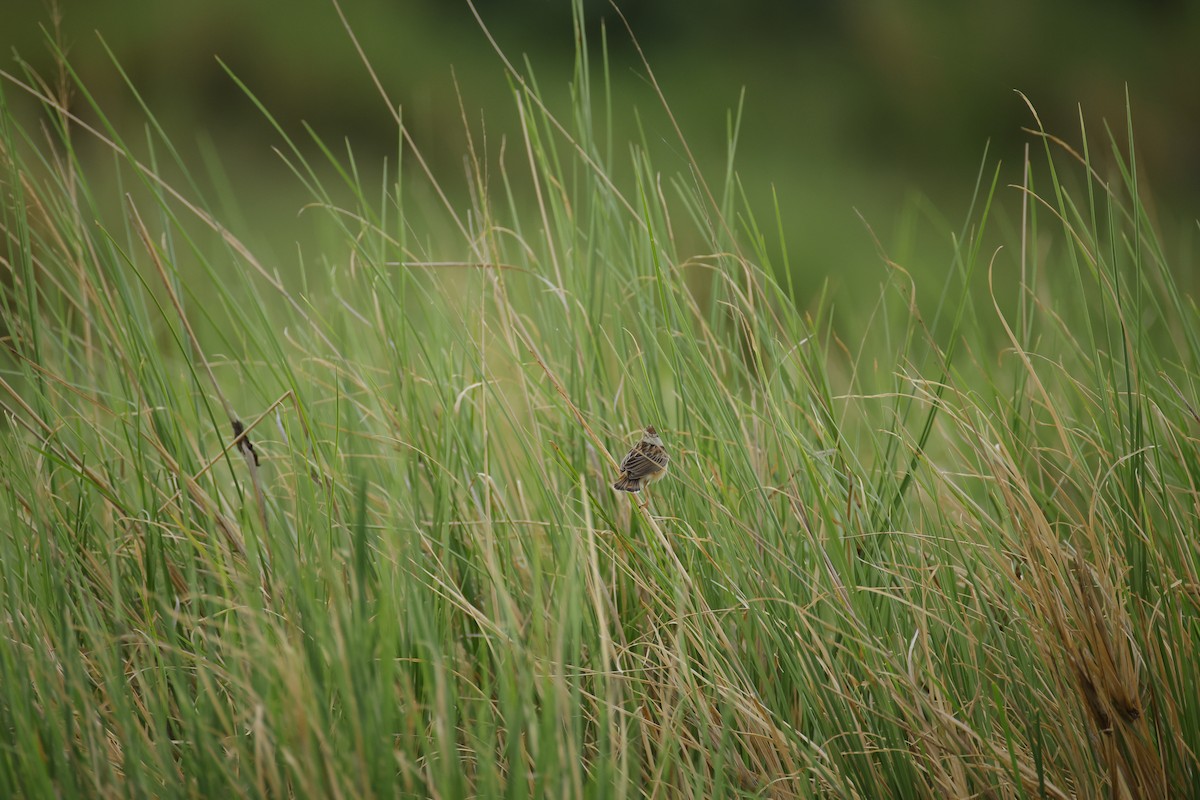 Zitting Cisticola - ML643744197