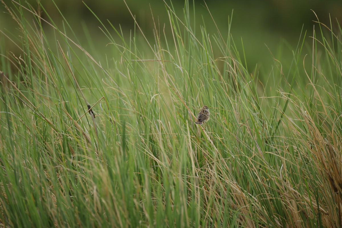 Zitting Cisticola - ML643744199