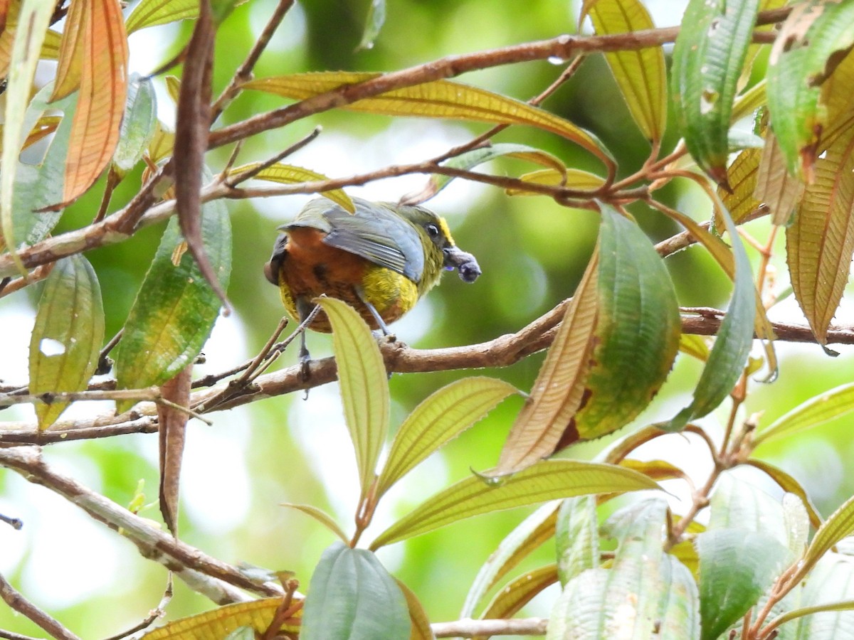 Olive-backed Euphonia - ML643744202