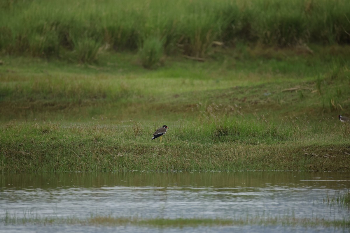 Red-wattled Lapwing - ML643744203