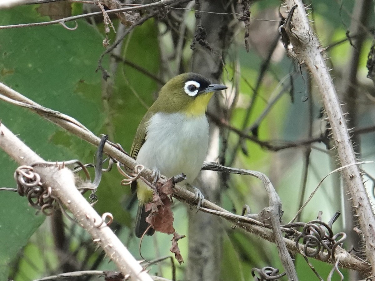 Black-crowned White-eye - ML643744205