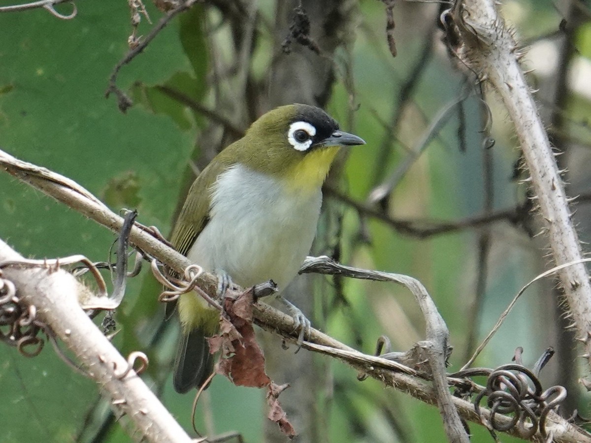 Black-crowned White-eye - ML643744206