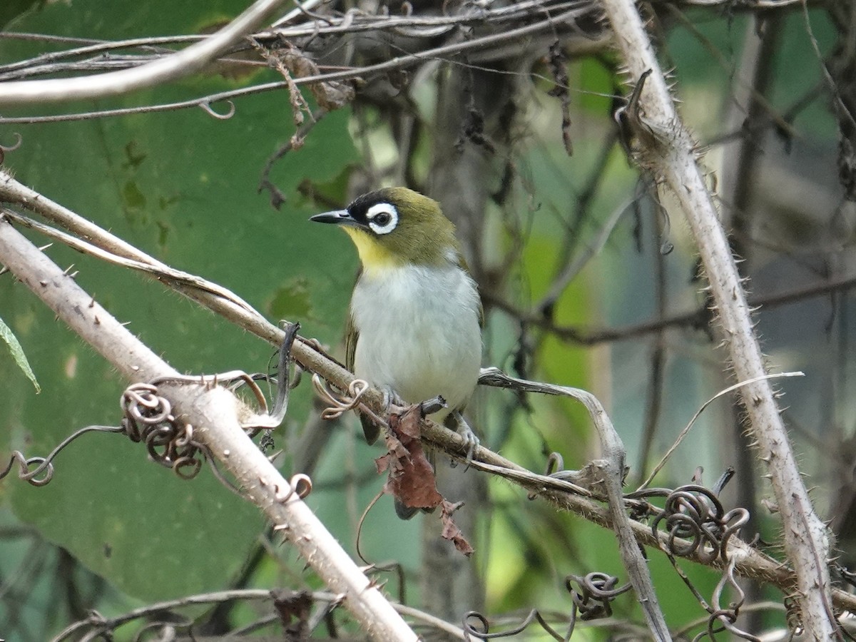 Black-crowned White-eye - ML643744207