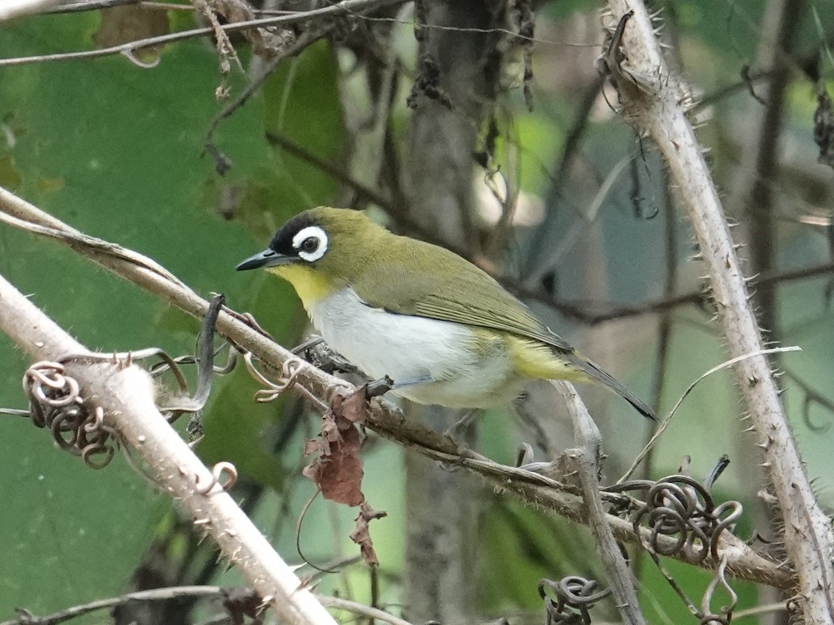 Black-crowned White-eye - ML643744208