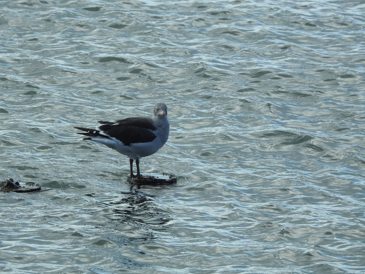 Dolphin Gull - ML643744210