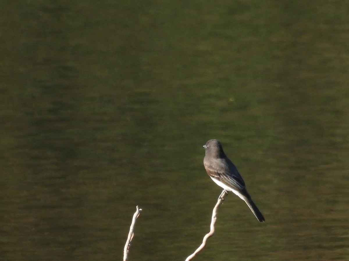 Black Phoebe - ML643744218