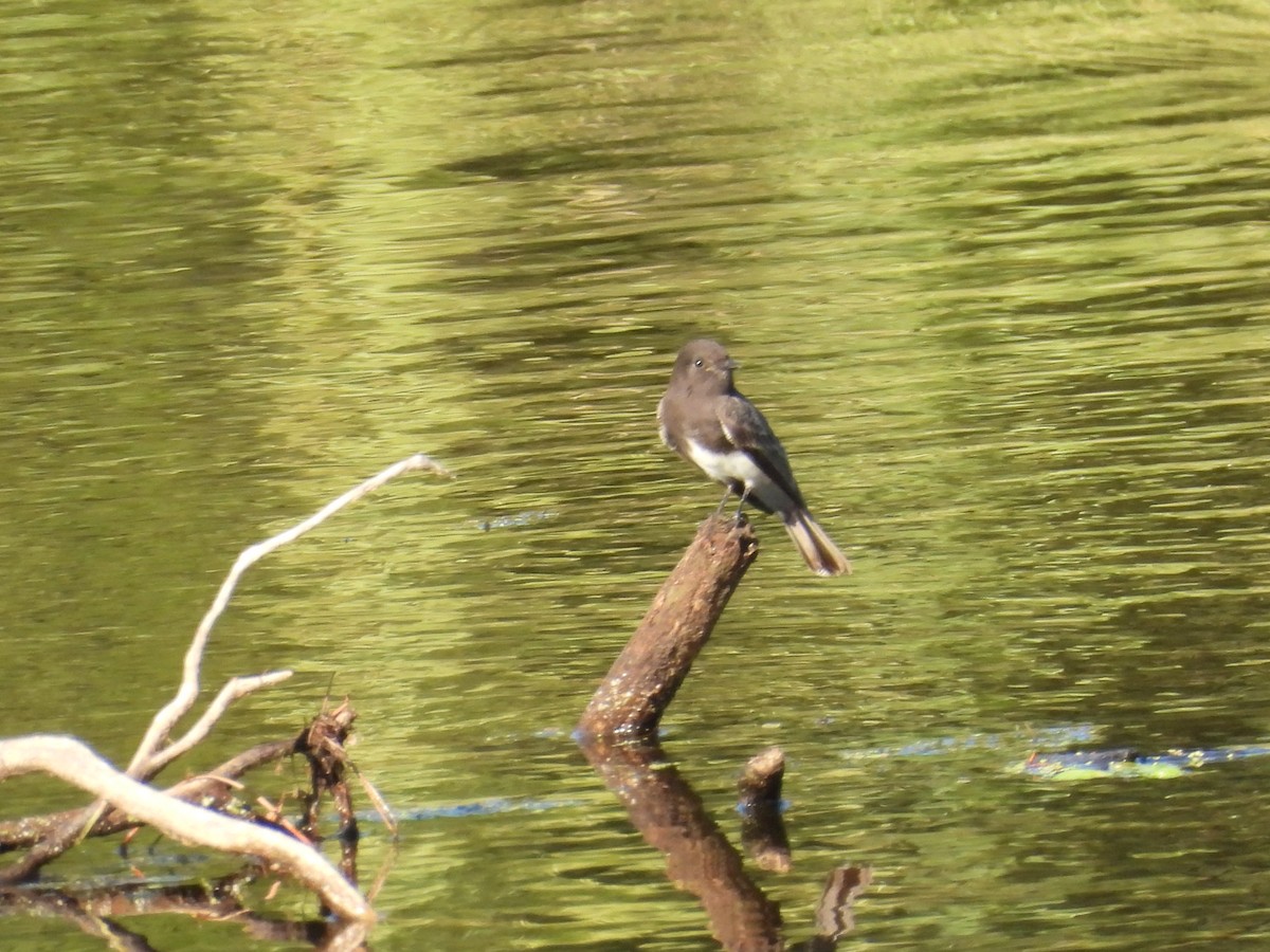 Black Phoebe - ML643744219
