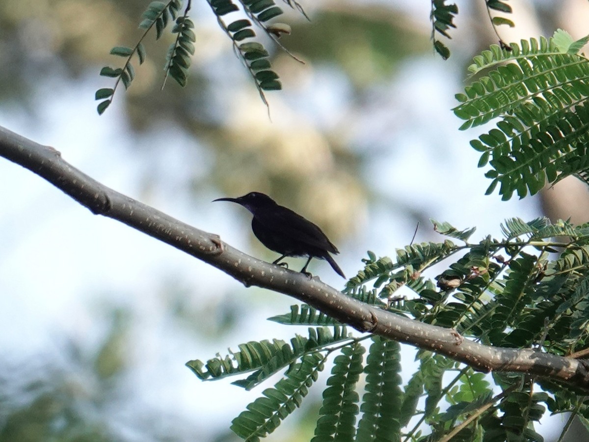 Black Sunbird (Moluccan) - ML643744220