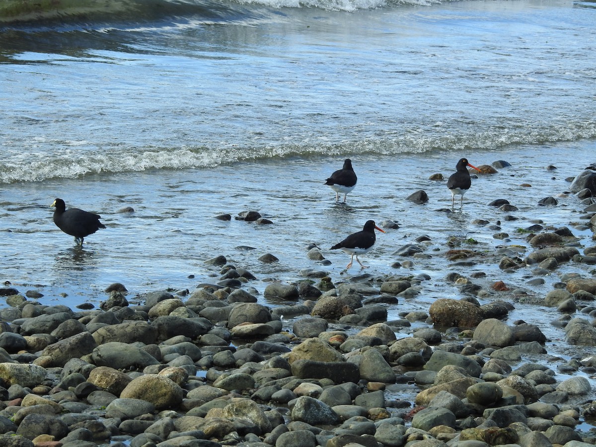 White-winged Coot - ML643744221