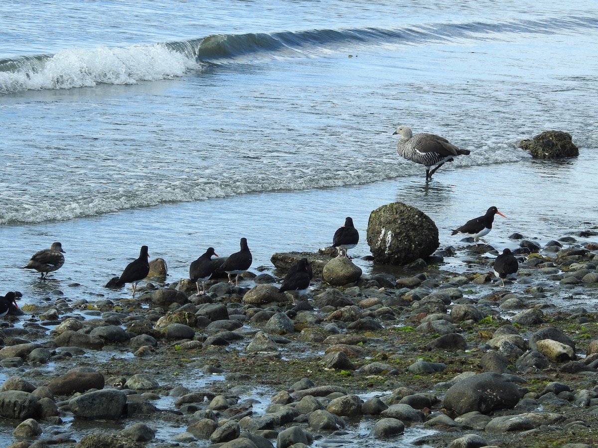 Magellanic Oystercatcher - ML643744223