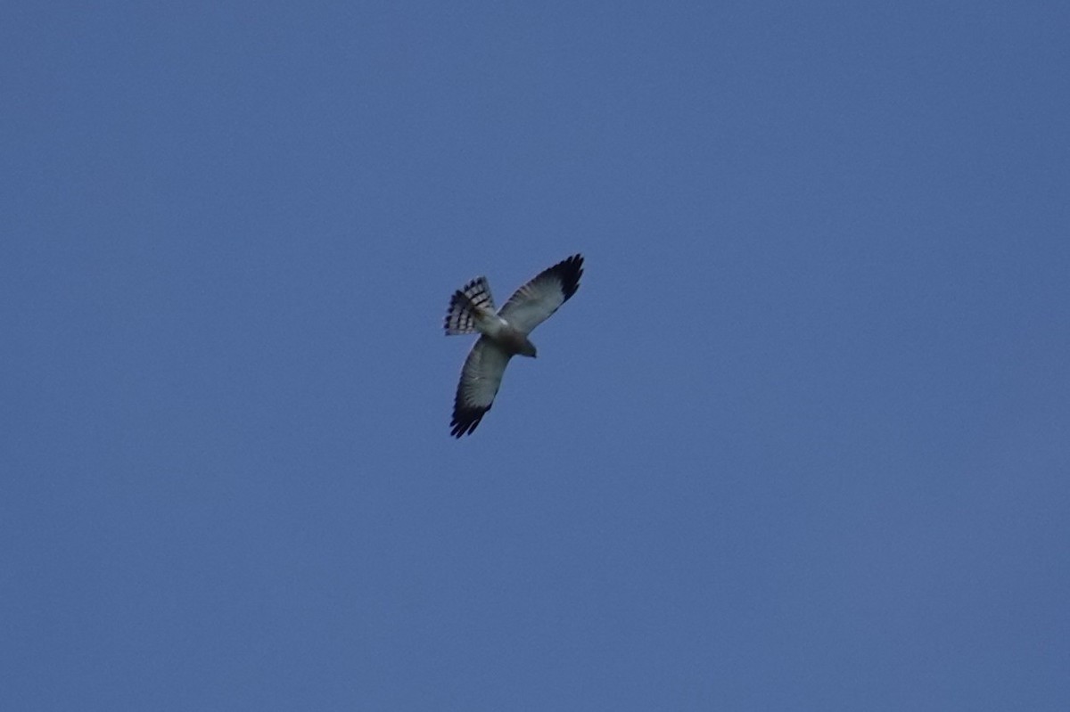 Chinese Sparrowhawk - ML643744231